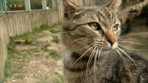 Kocour Mour poznává své příbuzné - Epizoda 5/8