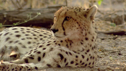 Dobrodružství vědy a techniky - Gepardi - rychlí, ale zranitelní