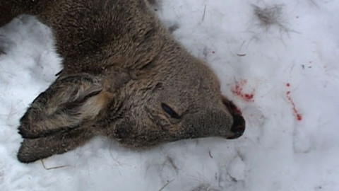 Tisíc let české myslivosti - 13. května 2011