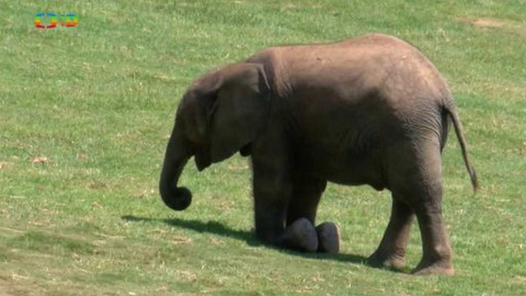 Atlas zvířat - Atlas zvířat