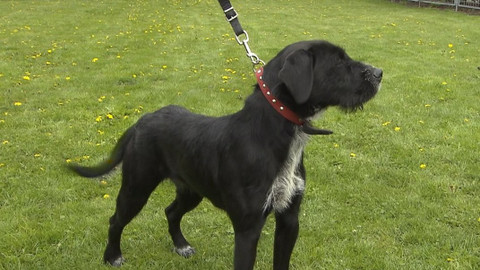 Chcete mě? - Chcete je?