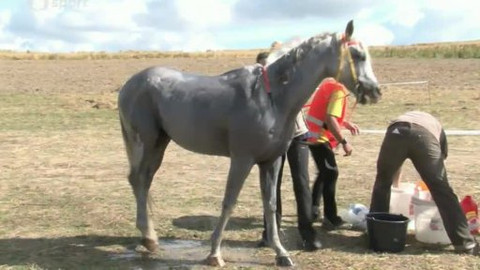 Jezdectví - M ČR v jezdecké vytrvalosti 2014 Borotín