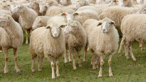 Co naše babičky uměly a na co my jsme zapomněli - Ovce šumavská