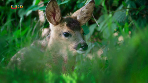 V divočině, tam to žije - Epizoda 6/40