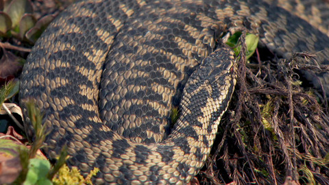 Evropa dnes - Zmije - had, který pochází z chladu