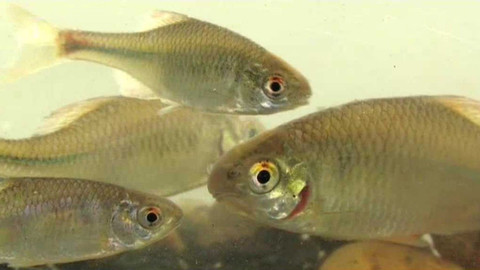 Živé srdce Evropy - Hořavka duhová