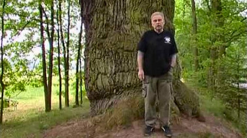 Paměť stromů - 6/15 Věkovité stromy nad hladinou (Třeboňsko)