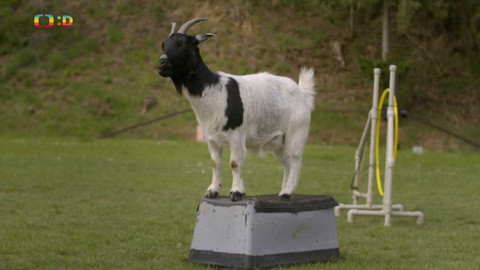 Zvířecí profesionálové - Koza, která umí trénovat