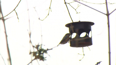 Nedej se! - Volná křídla