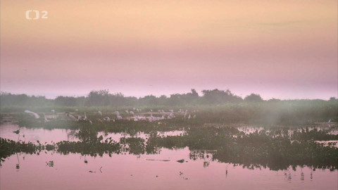 Dobrodružství vědy a techniky - Kajmani yakaré - boj o přežití v Pantanalu