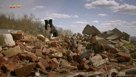 Zvířecí profesionálové - Pes, který zachraňuje ze sutin