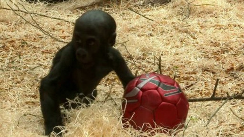 Gorilí povídání - 2/13 O slonech