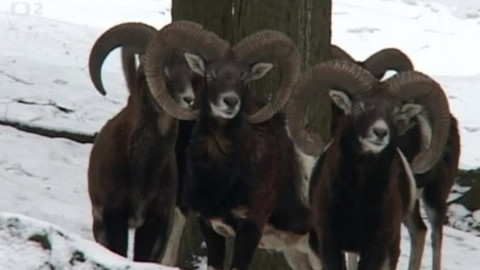 Tisíc let české myslivosti - 12. října 2013