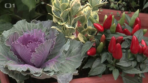 Hobby naší doby - 18. listopadu 2017