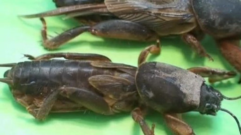 Kapitolky o havěti - 6/10 Krtonožka