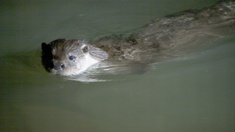 Obdivuhodný svět přírody - Vydra říční