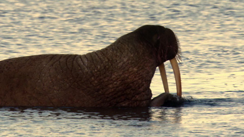 Safari z Knihy džunglí - Epizoda 5/26