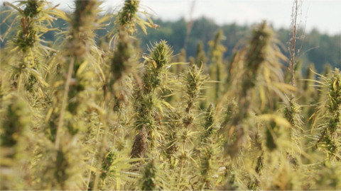 Kouzelné bylinky - Léčivá moc konopí