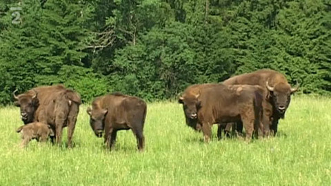 Tisíc let české myslivosti - 1. července 2011