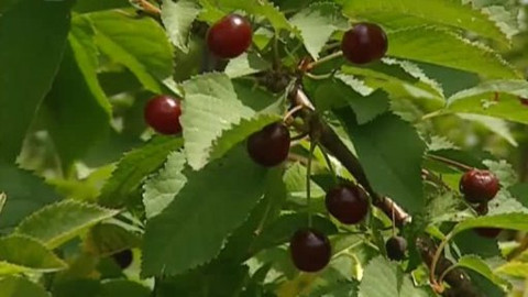 Nedej se! - Mizející sady v Praze