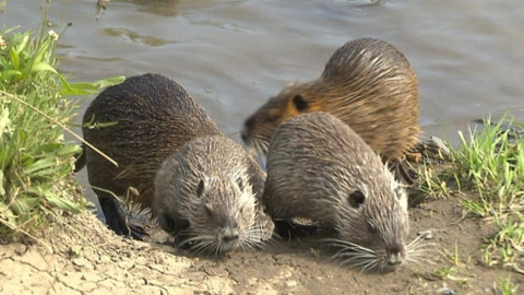 Z metropole - 13. září 2014