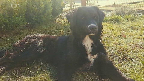 Černé ovce - 15. února 2024