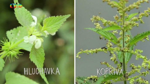 Živý svět: Kvítí - Hluchavka