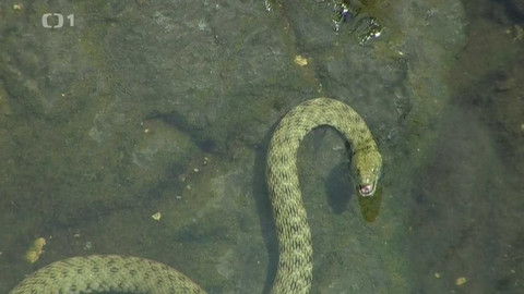 Živé srdce Evropy - Užovka podplamatá