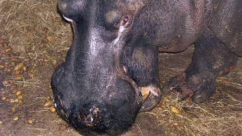 Mezi námi zvířaty - 17. ledna 2009