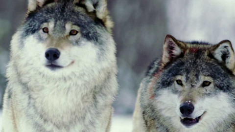 Znovuzrozená divočina Skalnatých hor: Od Yellowstonu k Yukonu - 4/4 Smlouva s vlky