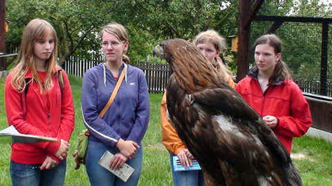 Hra na zelenou - Záchrana orla skalního