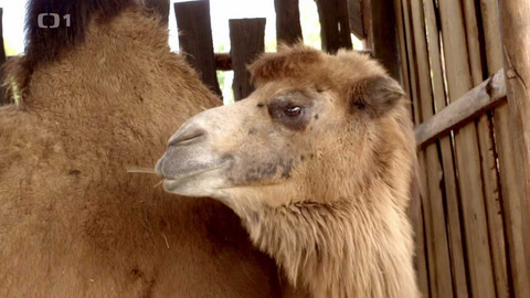 Máme rádi zvířata - 26. února 2024