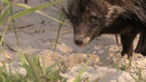 Safari z Knihy džunglí - Epizoda 23/26