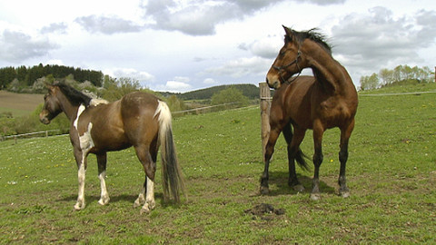 Chcete mě? - 24. května 2015