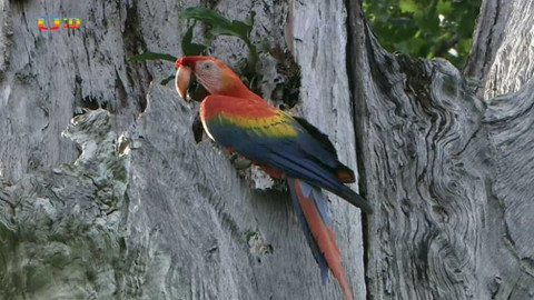 Hvězdy zvířecí říše - 27/32 Nejhonosnější pták