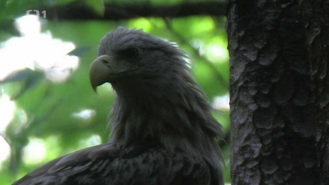 Živé srdce Evropy - Orel mořský