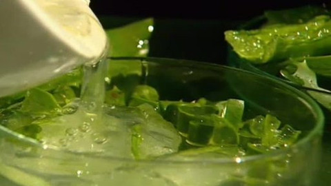 Pod pokličkou - Aloe nám svědčí, dokonce i léčí