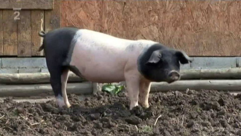 Videoatlas naší přírody - Prase domácí