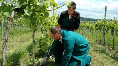 Devatero řemesel - Herec Marek Taclík vinařem