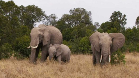 S Jakubem v Africe - 7/13 Slon