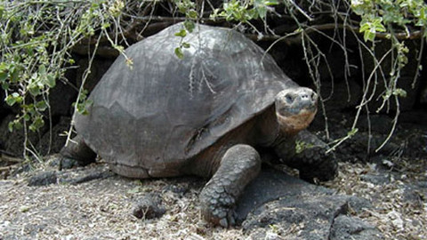 Obdivuhodný svět přírody - Želvy sloní