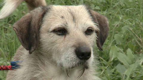 Chcete mě? - Chcete je?