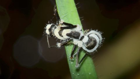 Utajené podzemní světy aneb Tajuplný život mravenců - 1/2 Zrod nové říše