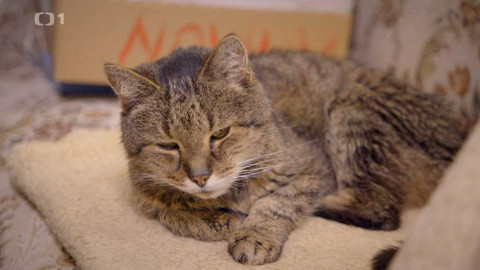 Kočka není pes - Tvrdohlavý Guess a stařičký Macík