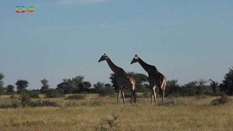 Africká abeceda - Ž – žirafa
