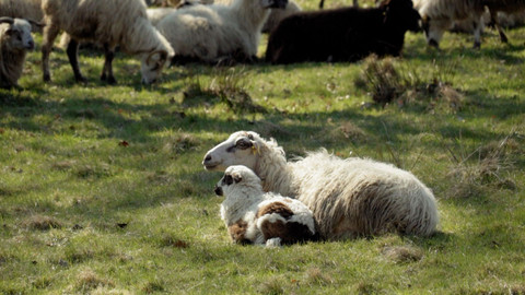 Co naše babičky uměly a na co my jsme zapomněli - Ovčí stříž