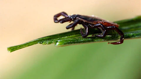 Teleapatyka - Ochrana proti klíšťové encefalitidě