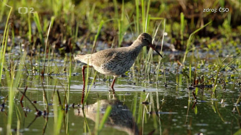 Nedej se! - Parky pro ptáky i pro lidi