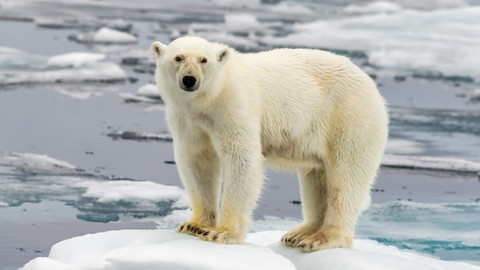 Podivuhodná zvířata - 2/12 Medvědi