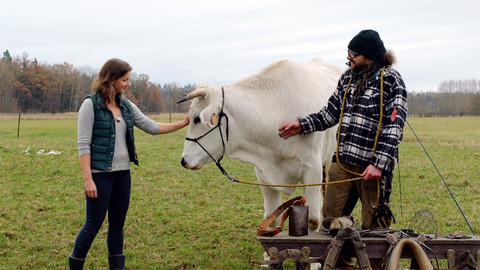 Co naše babičky uměly a na co my jsme zapomněli - Býci, volci